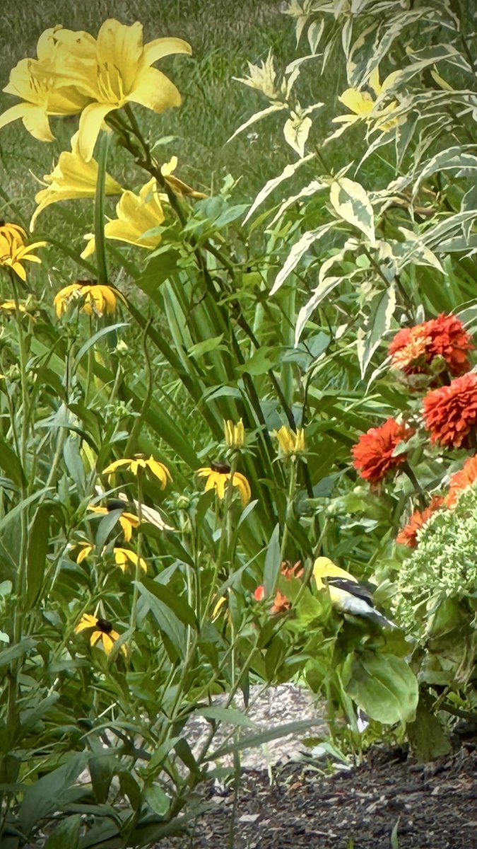 GloGurL's tweet photo. What is this yellow bird in my garden? https://t.co/Jdcj9nhMlG