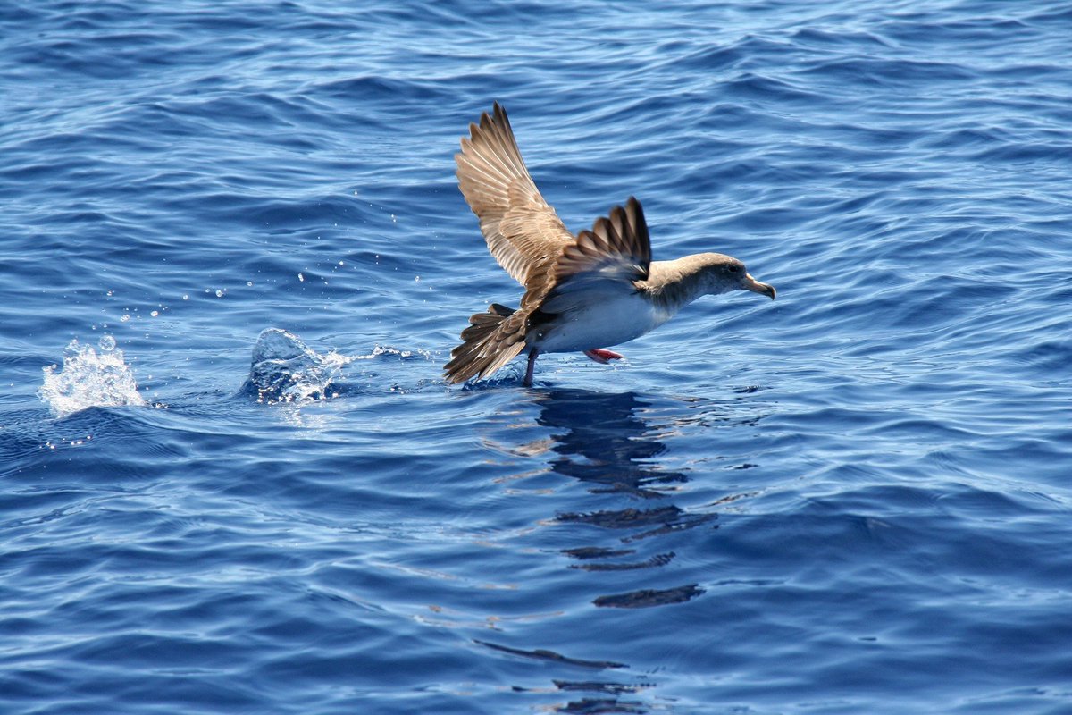 SEO_BirdLife's tweet photo. 🐦Un trabajo publicado en @ArdeolaJournal sobre la pardela cenicienta mediterránea presenta los movimientos previos a la puesta como un periodo fundamental para que la especie obtenga los nutrientes necesarios para su reproducción. ¡Tremendo viaje!

Más 👉 https://t.co/ACBHJR3R1Q https://t.co/2AHH9DJmcZ