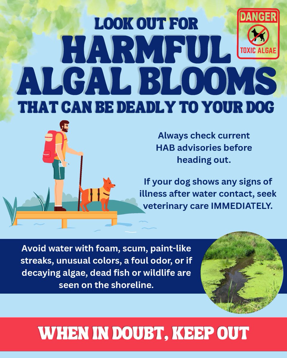 KDHE's tweet photo. HABs release toxins that can be harmful to humans and animals.
Avoid water with foam, scum, paint-like streaks, unusual colors, a foul odor, or if decaying algae, dead fish or wildlife are seen on the shoreline.

🔗 Advisories: https://t.co/rO7i3bgFNF

#HarmfulAlgalBlooms #KDHE https://t.co/POi25xFu85