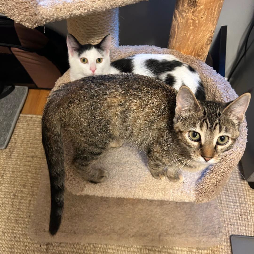 sccatswm's tweet photo. 🐾 ADORABLE KITTEN DUO! 🐾 Meet Riley and Murray, a sweet bonded pair looking for their forever home in Grand Rapids Michigan! https://t.co/iuzEbDrUoY