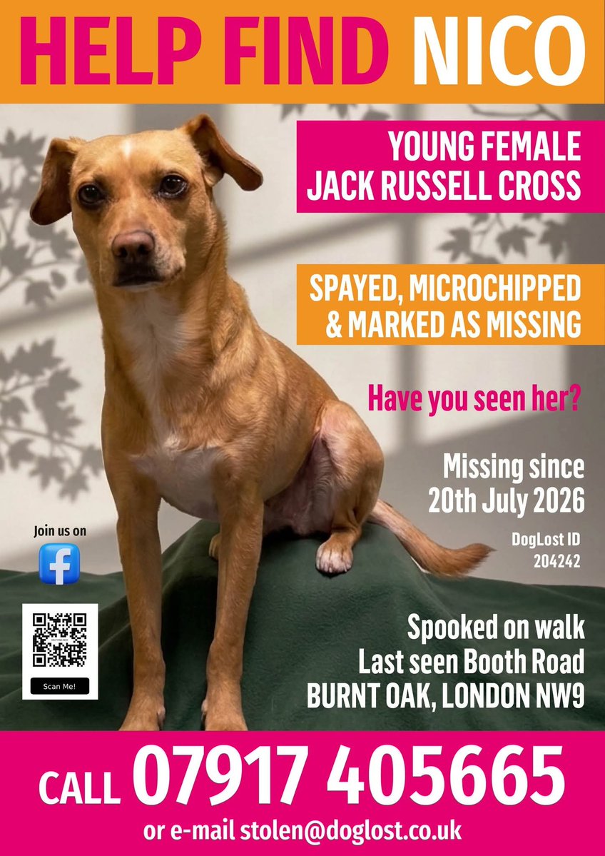 MissingPetsGB's tweet photo. 🐕 #London #NW9 #UK
NICO #MISSING

Last seen 20 JULY 2026 at Booth Rd entrance to Silkstream park

Help find this little rescue Jack Russell Cross

Nico ran off on a walk whilst owner was away; she hasn't been seen since
LIKELY TO BE NERVOUS IF STILL LOOSE
https://t.co/u51eczXkrz https://t.co/ks7IKcc44q