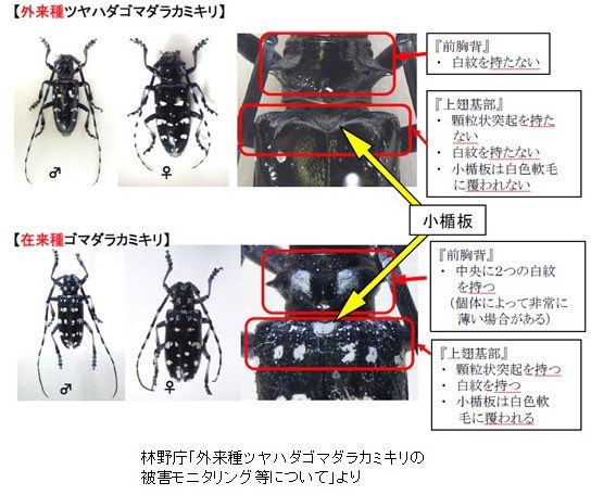 mzmsgk's tweet photo. @1919SaveZyor ここら辺とか自信ないですね〜
正直一般の方だとクビアカツヤカミキリを見分けられるのかは、ちょっと難しいと思います https://t.co/QVL01qnToV