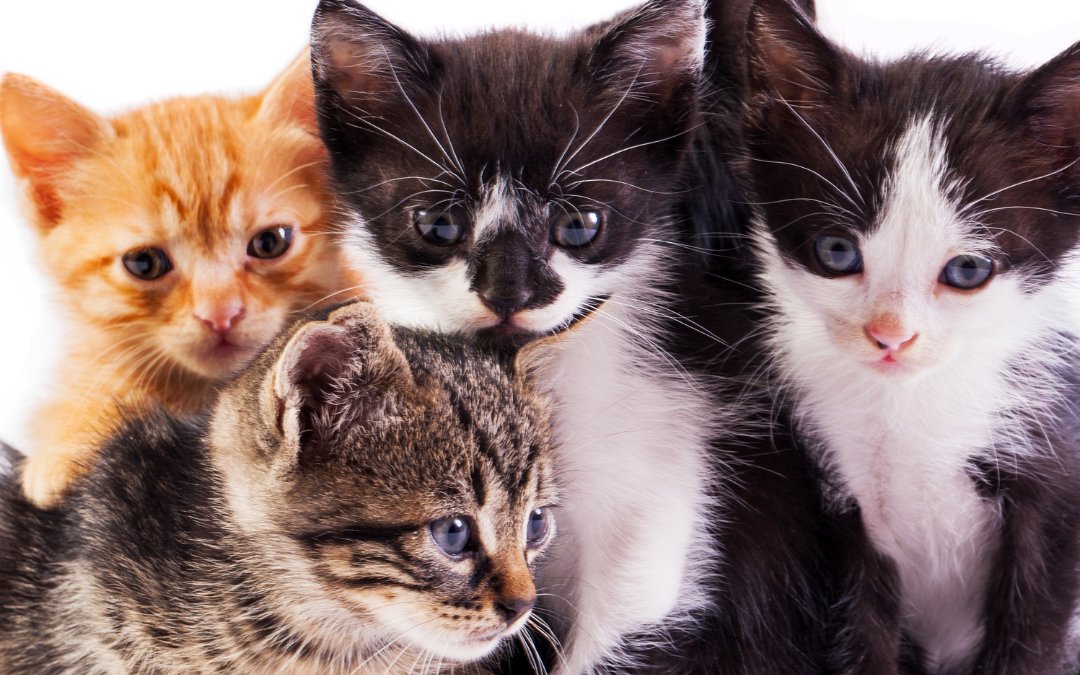 Tiofelino's tweet photo. ¿Qué es lo que más admiras de tu gatito? 🐾🐱 https://t.co/a7T1l1X1uC