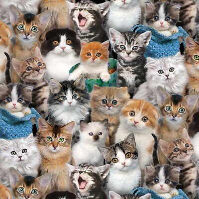 Tiofelino's tweet photo. ¿Qué es lo que más admiras de tu gatito? 🐾🐱 https://t.co/a7T1l1X1uC