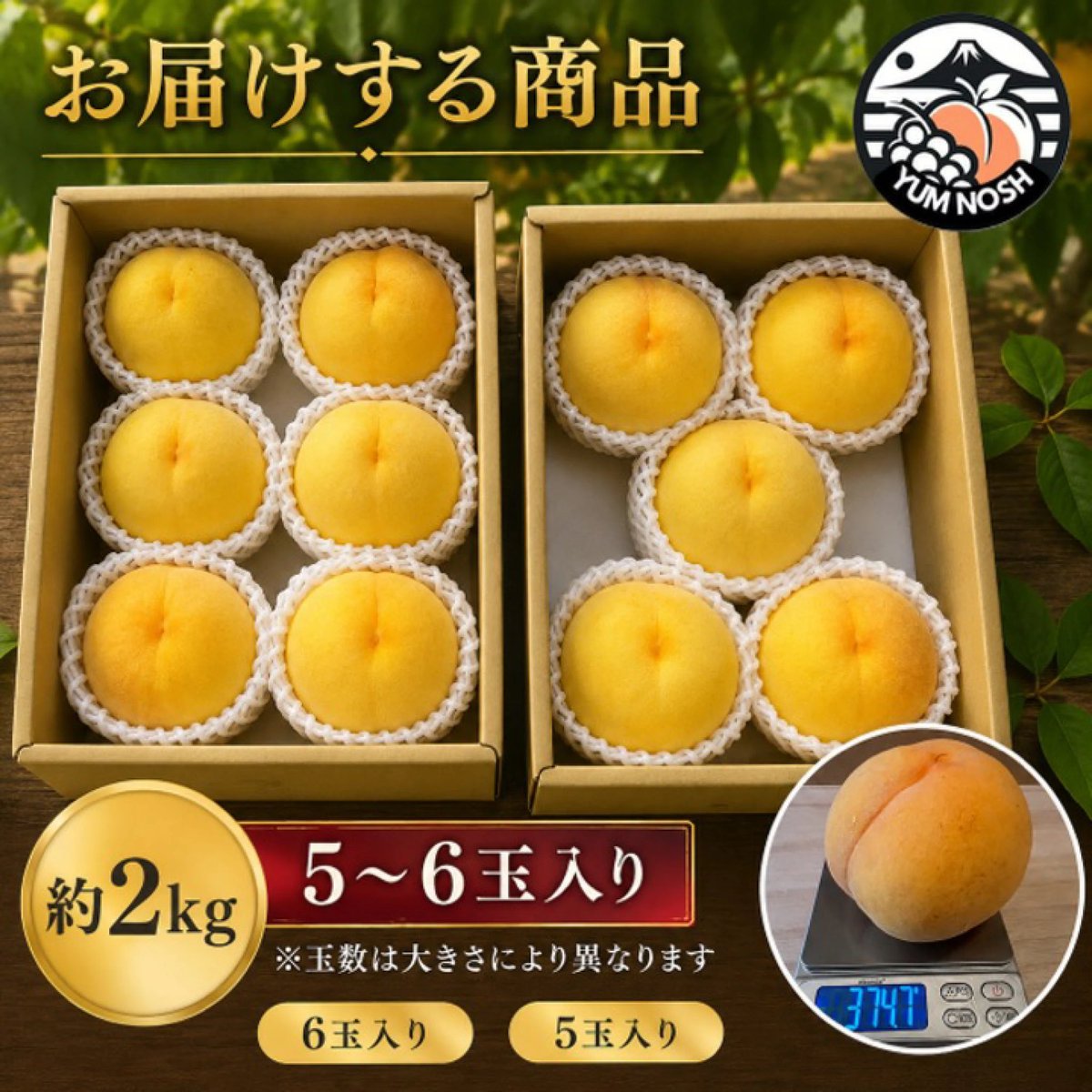 YUM_NOSH_FFC's tweet photo. 🍑黄金色に輝く、特別な桃。

山梨県山梨市・世界農業遺産の地で育った「黄金桃」。

白桃とはひと味違う、
濃厚な甘みと上品な酸味、とろけるような食感が魅力です。

朝採りした中から厳選し、産地直送でお届けします。

旬の短い希少な味わいを、ぜひご自宅でお楽しみください✨ https://t.co/zCVsACoCvY