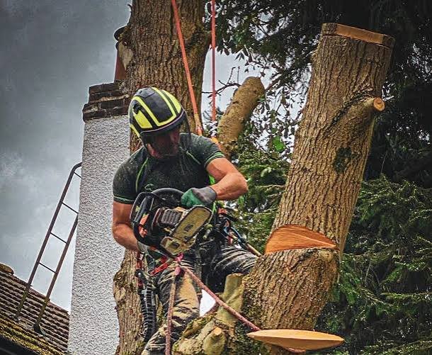 Mario191241's tweet photo. @Caru_Cara_ Madame, you wouldn't need some heavy duty gardening work by any chance? https://t.co/gwYGZfaAxs