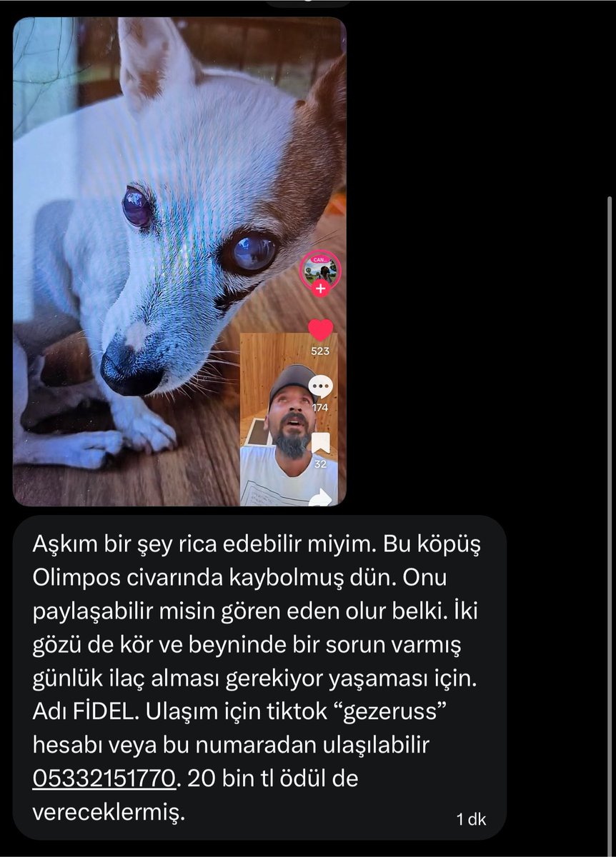 zeyno_citlembik's tweet photo. kayıp köpek paylaşabilir misiniz https://t.co/sTlEYiMUlM