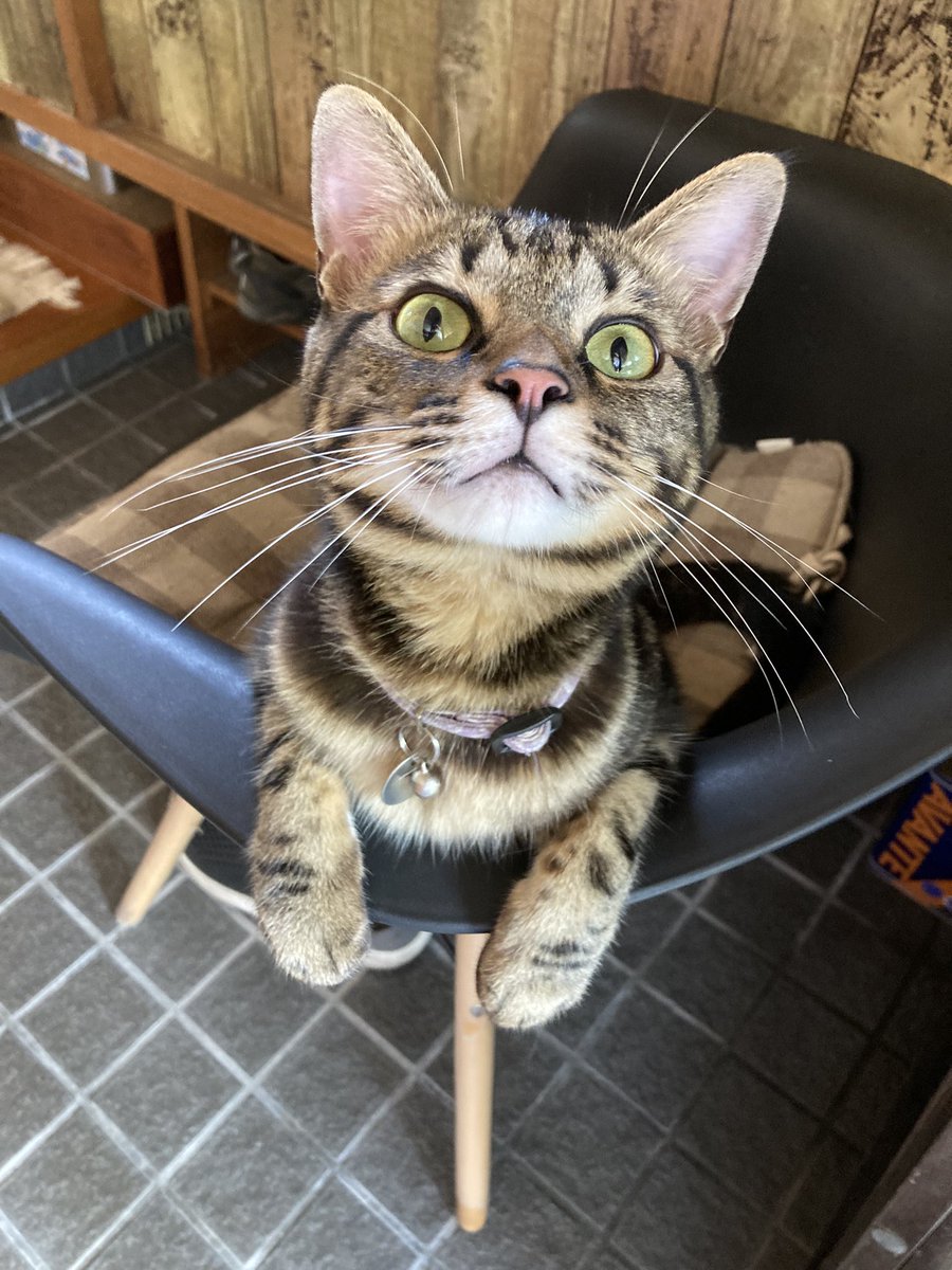 外で水やりしてると 玄関のイスに座って手をかけて、 🐱「お母さんまだ