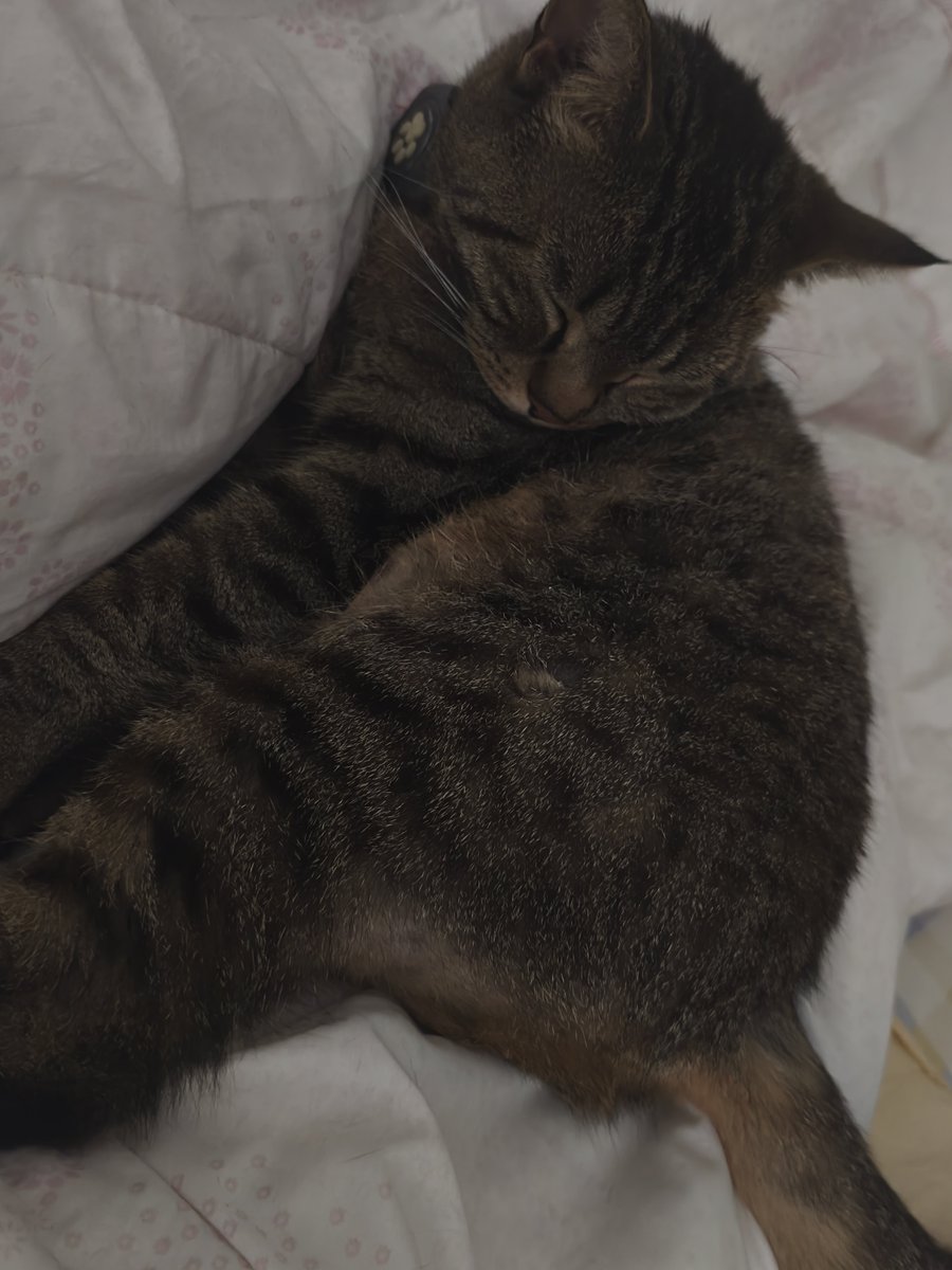 dirhevsoskwb's tweet photo. @present_sub5 这是我的猫，他在我床上睡觉的时候就像在拉屎。 https://t.co/WmUdh7JT0c
