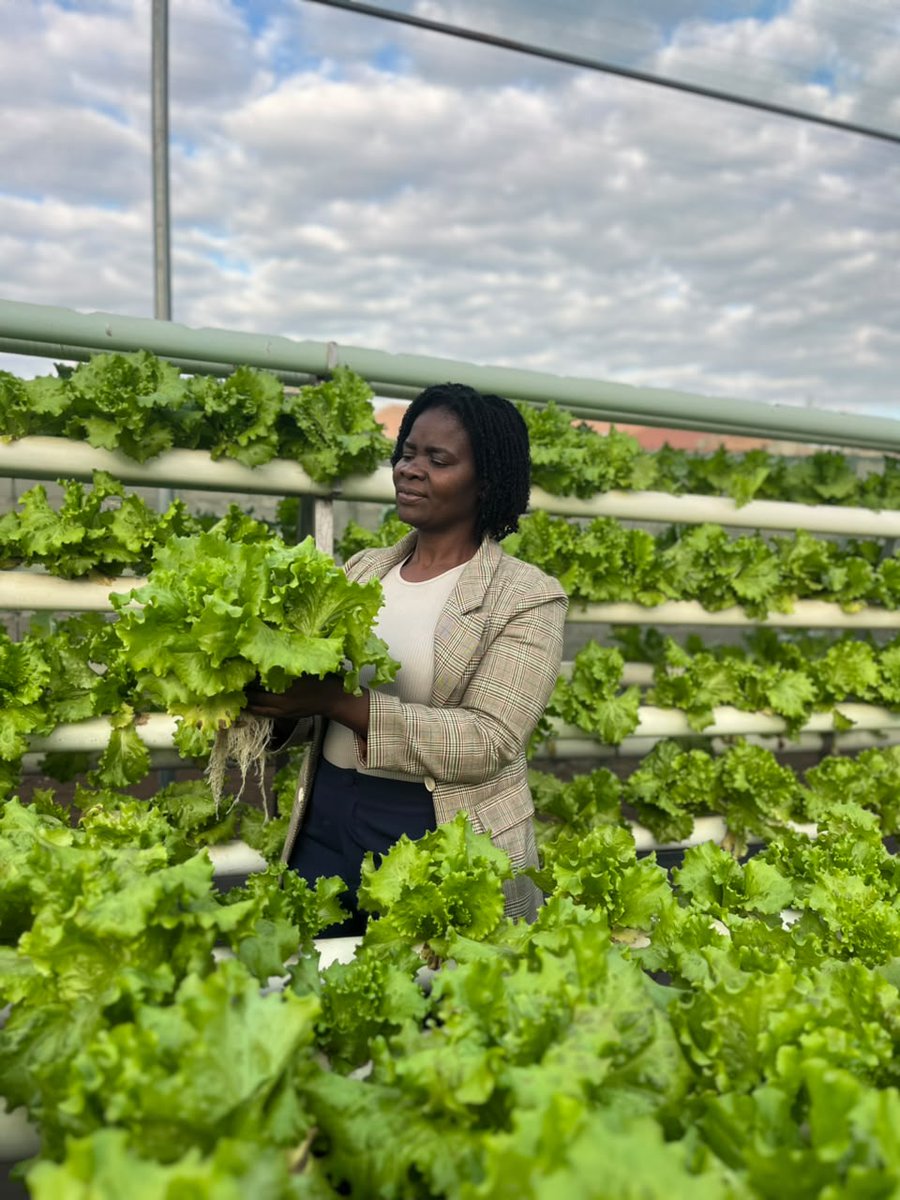 savechildrenMoz's tweet photo. In Manica Province, Save the Children, through the LINK Project funded by the #GriegFoundation, is equipping students with life #skills through hydroponic farming. https://t.co/CVxSZ4SqzV