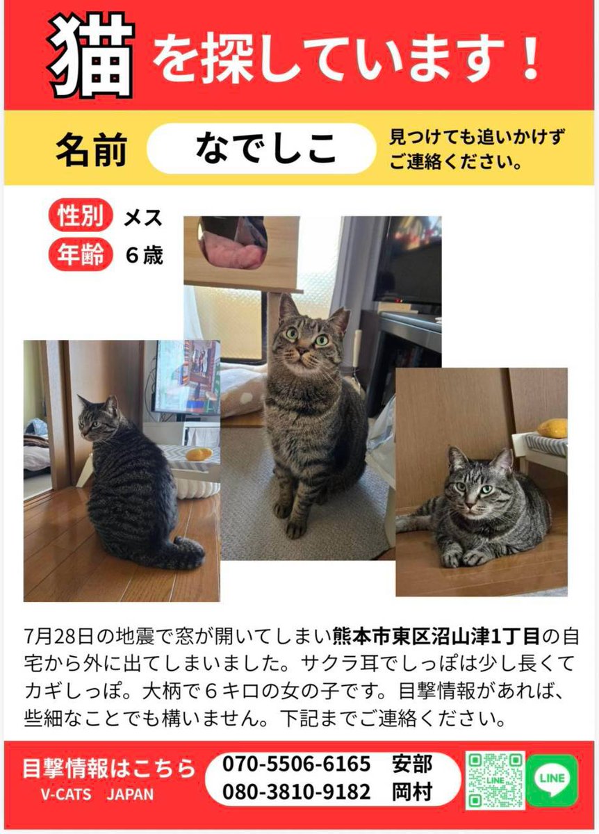 VCATSJAPAN's tweet photo. 🆘#熊本地震 #迷子猫 #拡散希望🆘
なでしこちゃん/キジトラ
熊本市東区沼山津１丁目付近

詳細はこちら
https://t.co/ESfm0zEX0C https://t.co/hFbjs7opE8