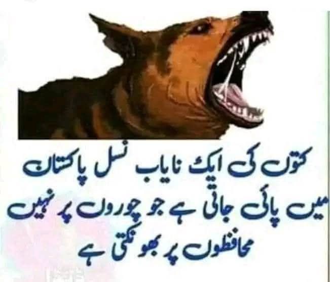 chacha_p786's tweet photo. @PTIofficial تیری اوقات گلی کے کونے میں کھڑے اس کتے جیسی ہے جو ساری رات بھونکتا رہتا ہے اور کوئی بھی اس پر توجہ نہیں دیتا اور بھونکتے بھونکتے تھک جاتا ہے اور پھر کوئی ہڈی ڈالتا ہے تو چھپ ہو کر اس کے اگے دم ہلانا شروع کردیتا ہے۔ https://t.co/VkDj6gUbdO