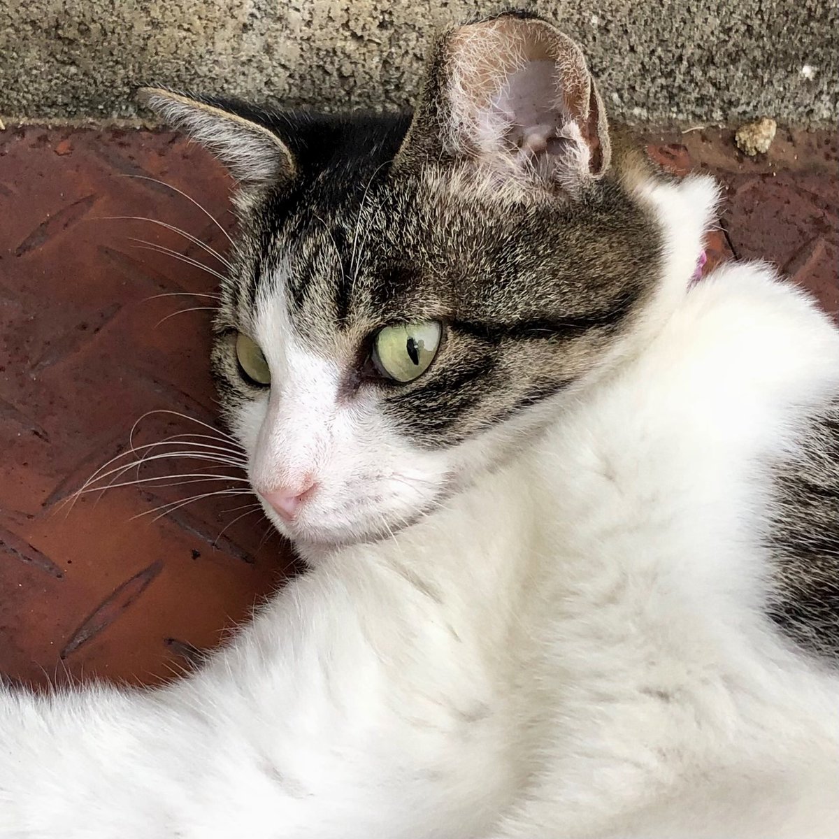 SATORU02709164's tweet photo. 【 2026年7月31日(金曜日) 】

家の周りの地域猫

#猫 #野良猫 #地域猫 https://t.co/l85nIcpHU3
