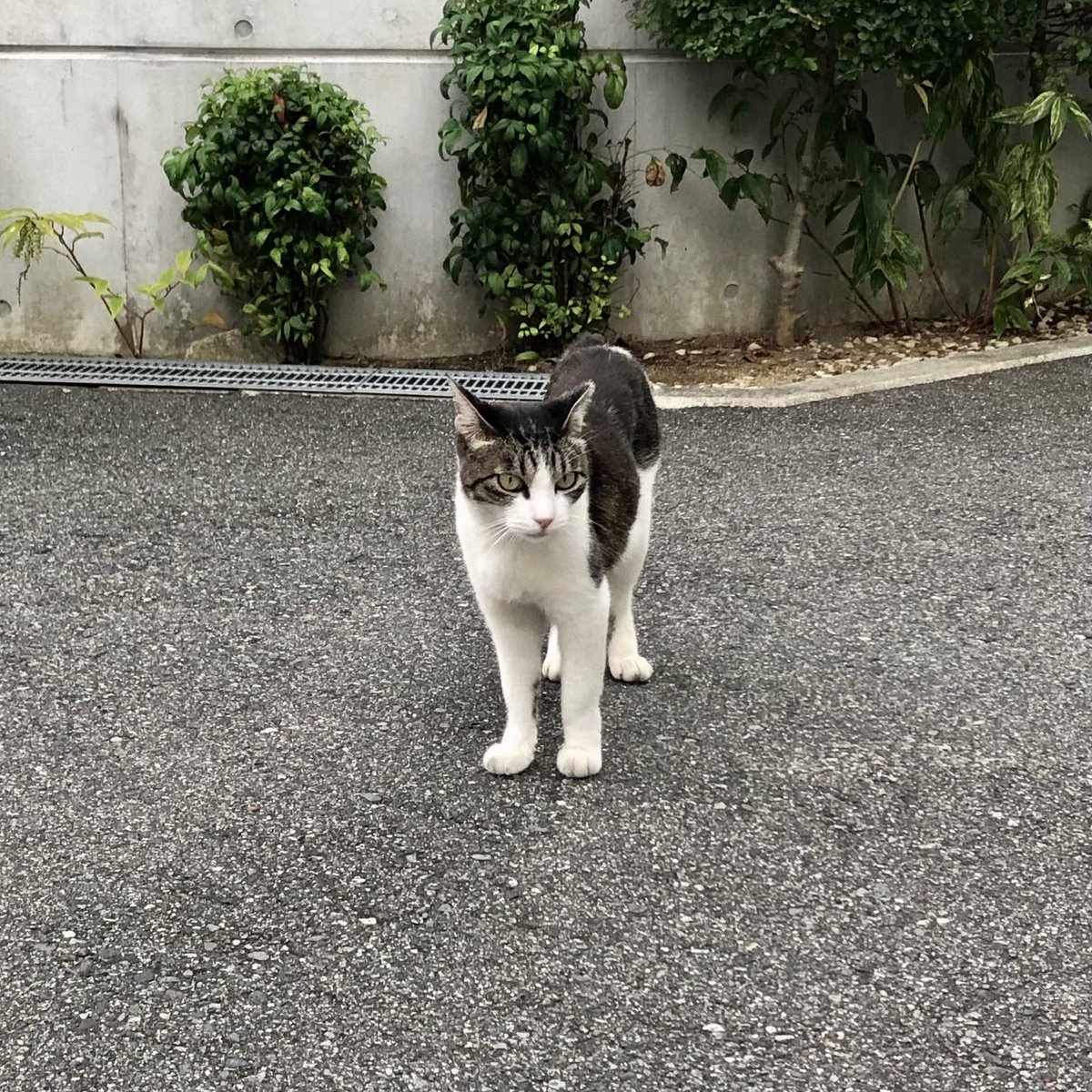 SATORU02709164's tweet photo. 【 2026年7月31日(金曜日) 】

家の周りの地域猫

#猫 #野良猫 #地域猫 https://t.co/l85nIcpHU3