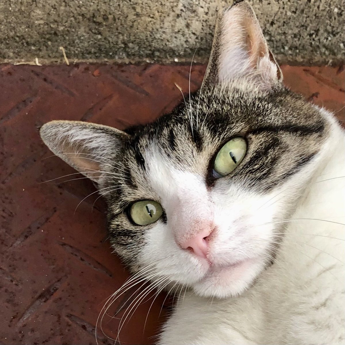 SATORU02709164's tweet photo. 【 2026年7月31日(金曜日) 】

家の周りの地域猫

#猫 #野良猫 #地域猫 https://t.co/l85nIcpHU3