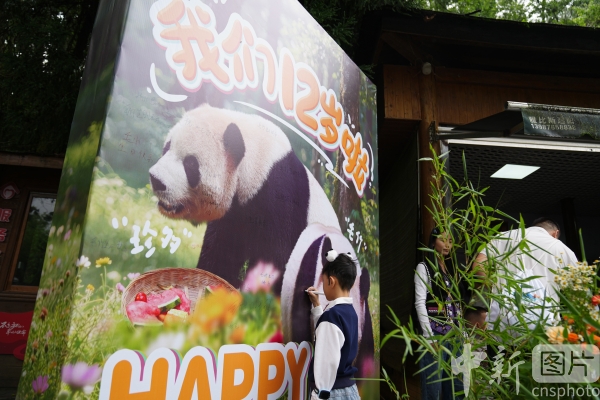 photo_cns's tweet photo. The giant panda Maozhu living in Kunming celebrates its 12th birthday on July 26, 2026. Many tourists came to Yunnan Wildlife Park to send birthday wishes to Maozhu.
(Photo by Liu Ranyang/CNSPHOTO)
#ImageChina #影像中国 https://t.co/HoLaOrO0LR
