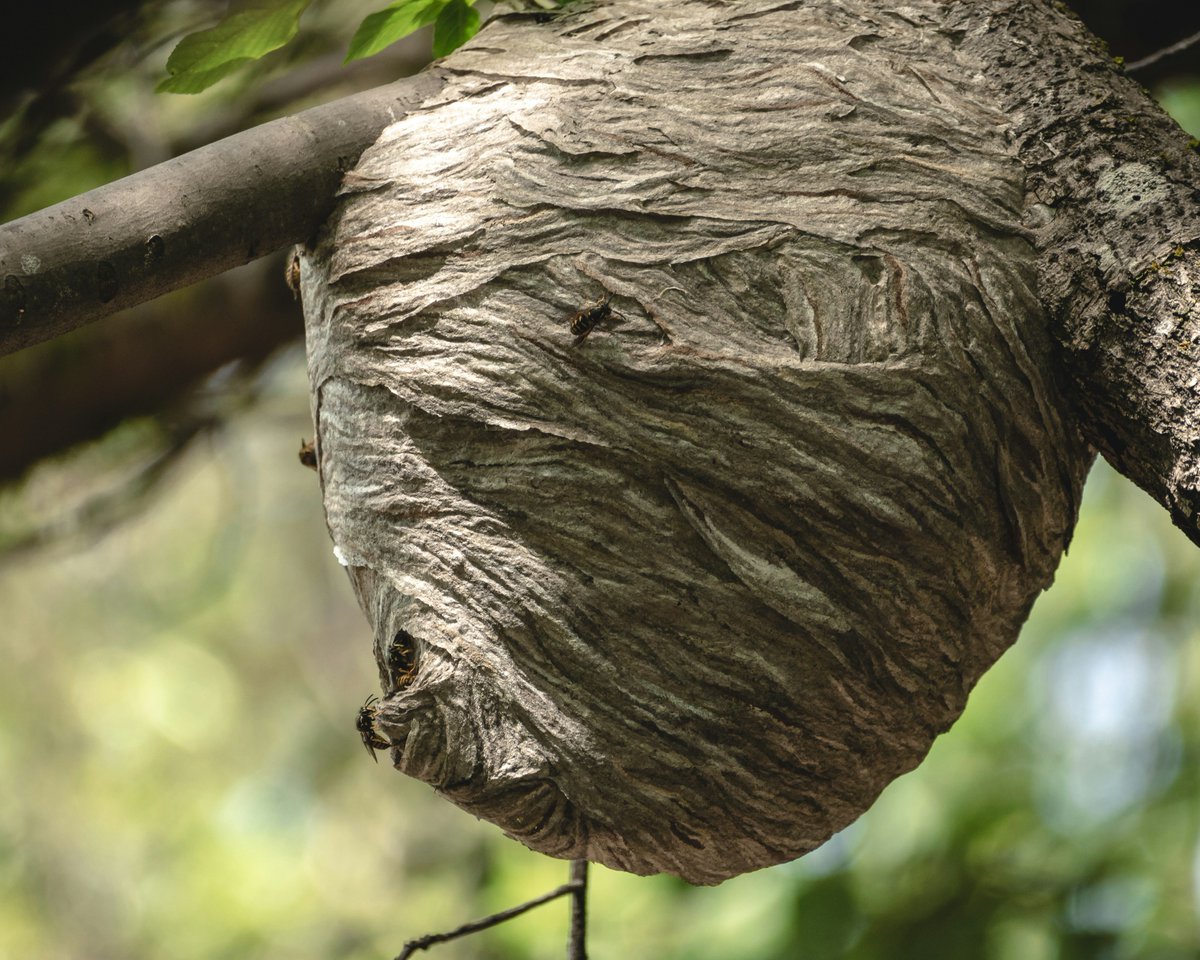Rick_Young0161's tweet photo. Wasp Nest Treated in Urmston  
Helped a customer in Urmston after wasps were seen at the roofline. We found and treated an active nest safely.  
Learn more about our wasp removal service: https://t.co/H8AyOhxr6G https://t.co/CIaUo90shi