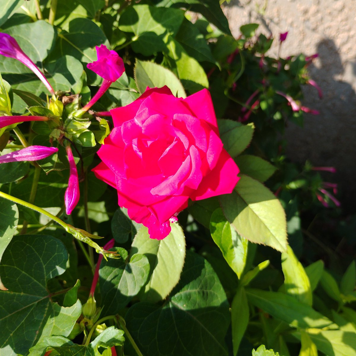 IAMJamena's tweet photo. #Jamena💫
#July 🌞😎💫
#FLOWers 🫳🏾🍃💜🌿🌺🍃🌺🌿🌹🌿💫 https://t.co/vH9N4xcqPC