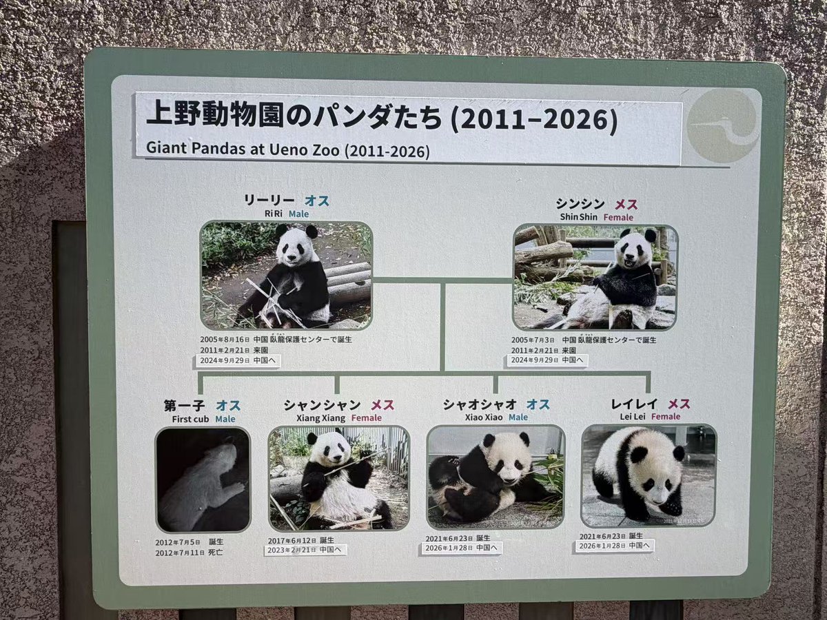 NanSenko78281's tweet photo. 上野の夏が、ひとつの古い思い出に別れを告げようとしています。

上野動物園はこのほど、シャンシャンが長く過ごした東園パンダ舎が施設の老朽化により、8月17日に取り壊されると発表しました。解体前には特別展示が開かれ、初代パンダ舎から数えて約50年の歩みを振り返ります。多くの人にとって、この場所そのものが「シャンシャン」でした。

彼女はここで育ち、リーリーお父さんとシンシンお母さんと一緒に、ほとんどの時間を過ごしました。唯一の引っ越しはエアコン設置のための西園への仮住まい。環境が合わず、シャンシャンはなんと7キロ以上も激やせしてしまいました。でも彼女は無事に東園へ戻り、相変わらずゴロゴロ転がる愛らしいお姫様でした。

ありがとう、シャンシャン。最高の時間をここに、そして私たちの心に残してくれて。🐼💔