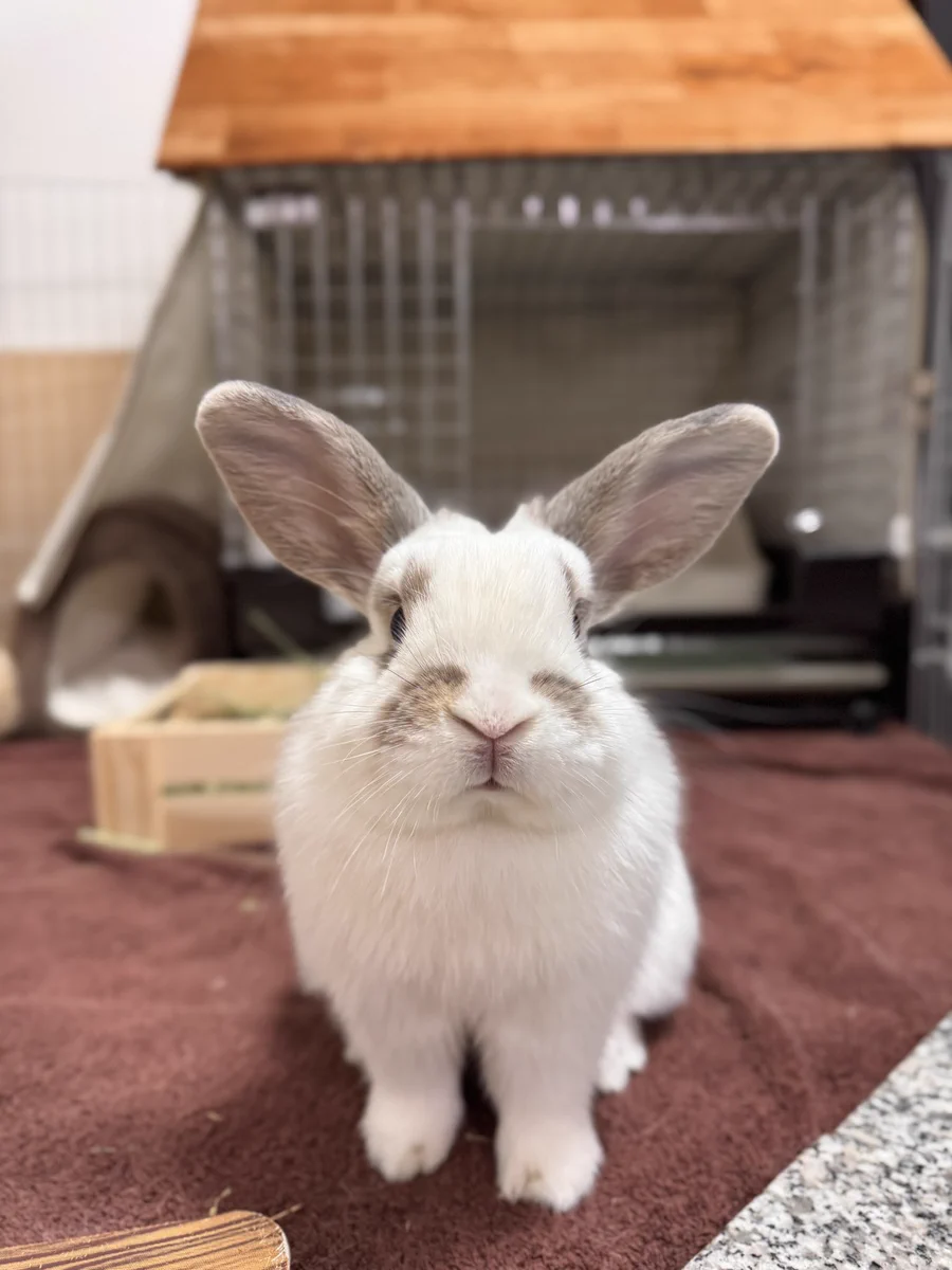 たれみみちゃんねる【うさぎ部屋】 в X: „ホーランドロップのスプーン