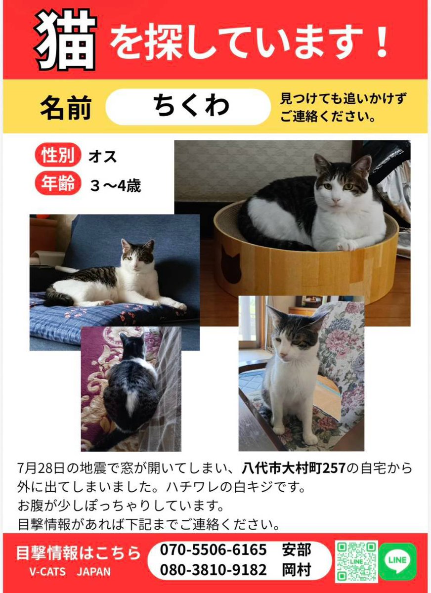 VCATSJAPAN's tweet photo. 🆘#熊本地震 #迷子猫 #拡散希望 🆘
ちくわくん/キジ白・ハチワレ
八代市大村町257

詳細はこちら
https://t.co/zqmlTilsed https://t.co/O9QMLEdOkZ