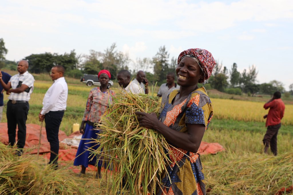 FAOUganda's tweet photo. On our Rep. @EzanaKg’s field visits and community engagements, today we met rice farmers in Butaleja, supported thru @FAO-China #SSC project. 

With improved rice-growing skills and quality seeds, farmers report 📈 yields from 1.2T to 4T per acre, boosting food &amp; income security. https://t.co/4Uzl52DIpN
