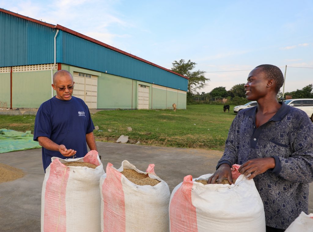FAOUganda's tweet photo. On our Rep. @EzanaKg’s field visits and community engagements, today we met rice farmers in Butaleja, supported thru @FAO-China #SSC project. 

With improved rice-growing skills and quality seeds, farmers report 📈 yields from 1.2T to 4T per acre, boosting food &amp; income security. https://t.co/4Uzl52DIpN
