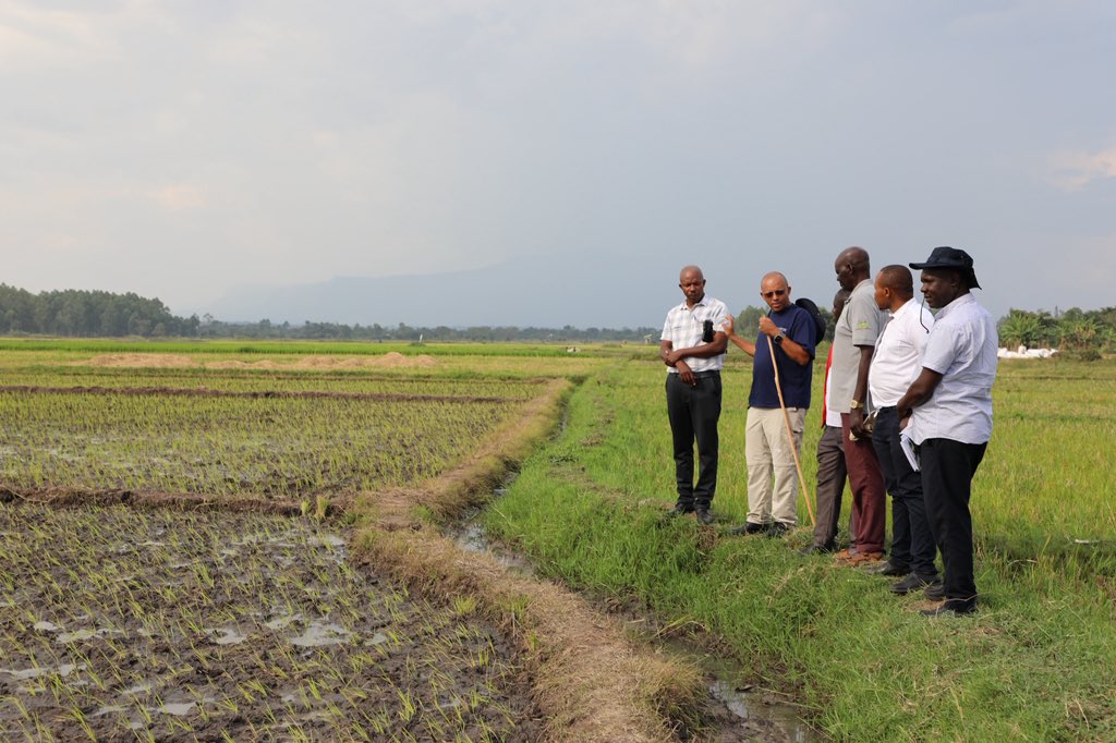 FAOUganda's tweet photo. On our Rep. @EzanaKg’s field visits and community engagements, today we met rice farmers in Butaleja, supported thru @FAO-China #SSC project. 

With improved rice-growing skills and quality seeds, farmers report 📈 yields from 1.2T to 4T per acre, boosting food &amp; income security. https://t.co/4Uzl52DIpN