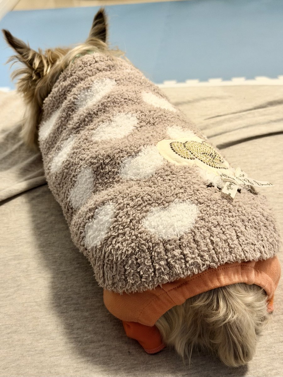 inuidog1's tweet photo. 我が家の老犬ヨーキーは反応薄め🐶

やっぱり他のわんちゃんと仲良くできないから犬語知らないのかなぁ

幼少期に意地悪された経験を上書きさせてあげられず犬嫌いにしてしまったのほんと申し訳ない💦

2枚目はお気に入りのキュートドッグ写真 https://t.co/hHzi1gyl9n