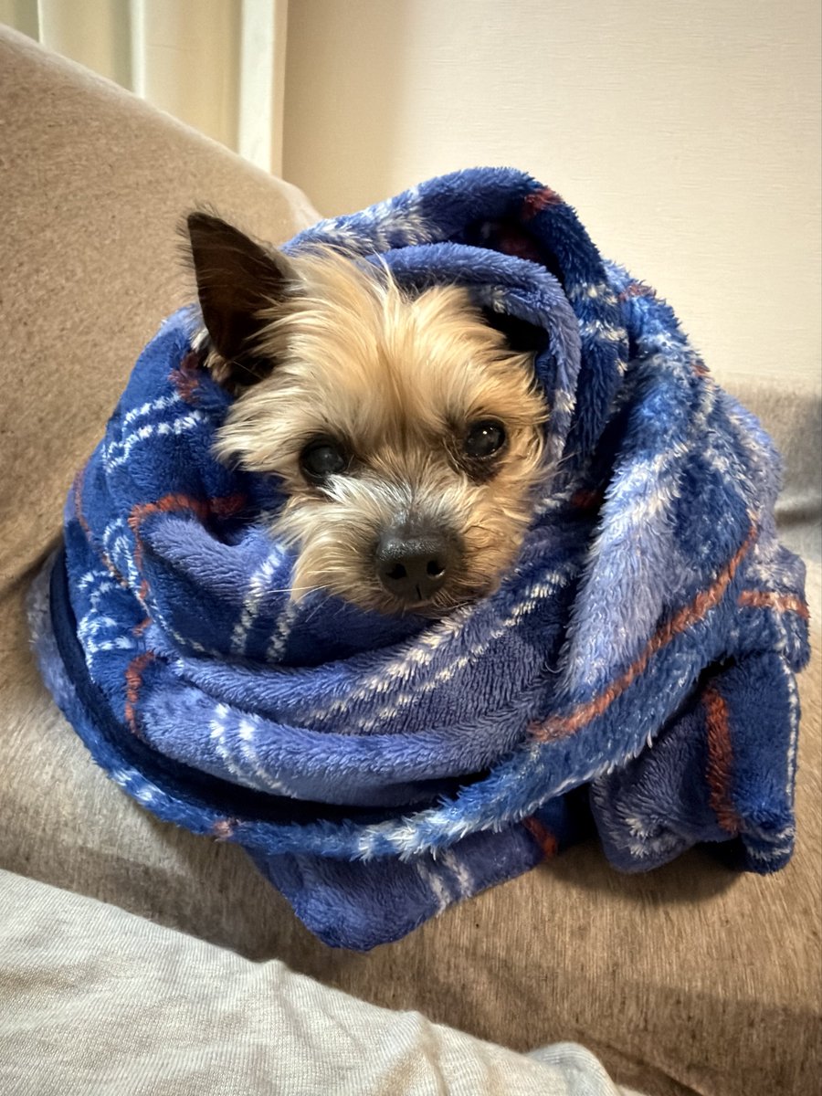 inuidog1's tweet photo. 我が家の老犬ヨーキーは反応薄め🐶

やっぱり他のわんちゃんと仲良くできないから犬語知らないのかなぁ

幼少期に意地悪された経験を上書きさせてあげられず犬嫌いにしてしまったのほんと申し訳ない💦

2枚目はお気に入りのキュートドッグ写真 https://t.co/hHzi1gyl9n