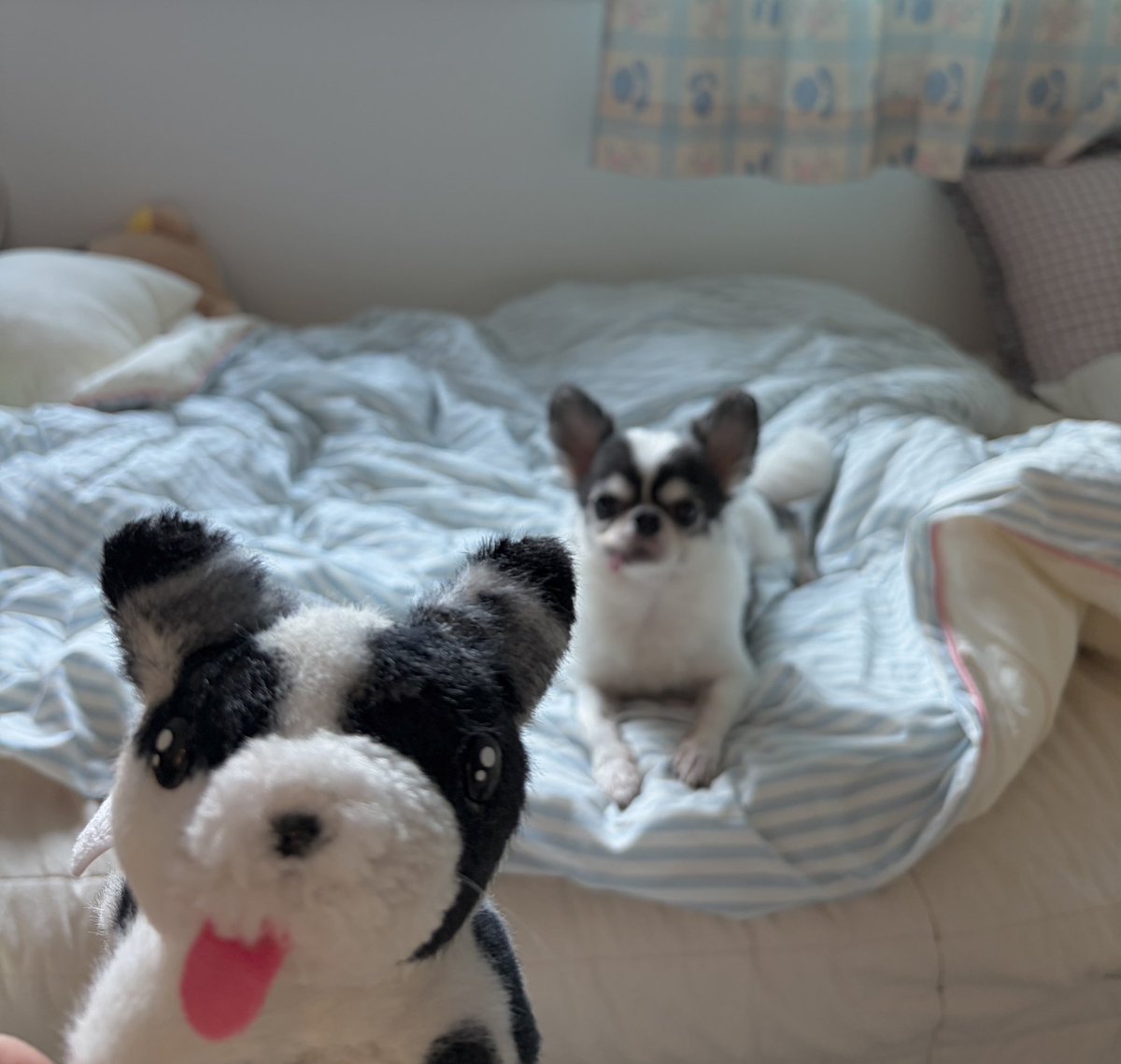 fluffy things🏡 tweet media