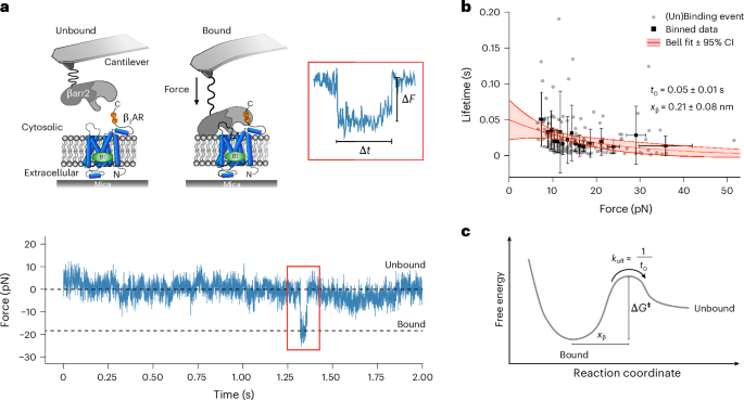 NatureSMB's tweet photo. New online! Factors modulating the assembly of human β2-adrenergic receptor–β-arrestin complexes https://t.co/x36120DEt8 https://t.co/X8F2NRXtqD
