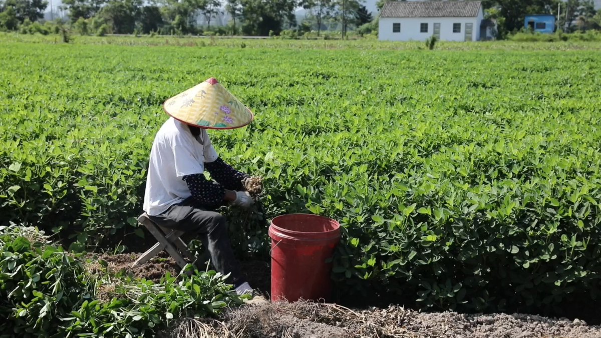 shui_han_'s tweet photo. Summer brings a peanut harvest in Fenghua! Farmers are busy picking fresh, sun-ripened peanuts with rich flavor. Local markets are stocked with these earthy delights. 🥰🥰🥰#WeLoveZhejiang #FreshHarvest https://t.co/4cRp50nOIV