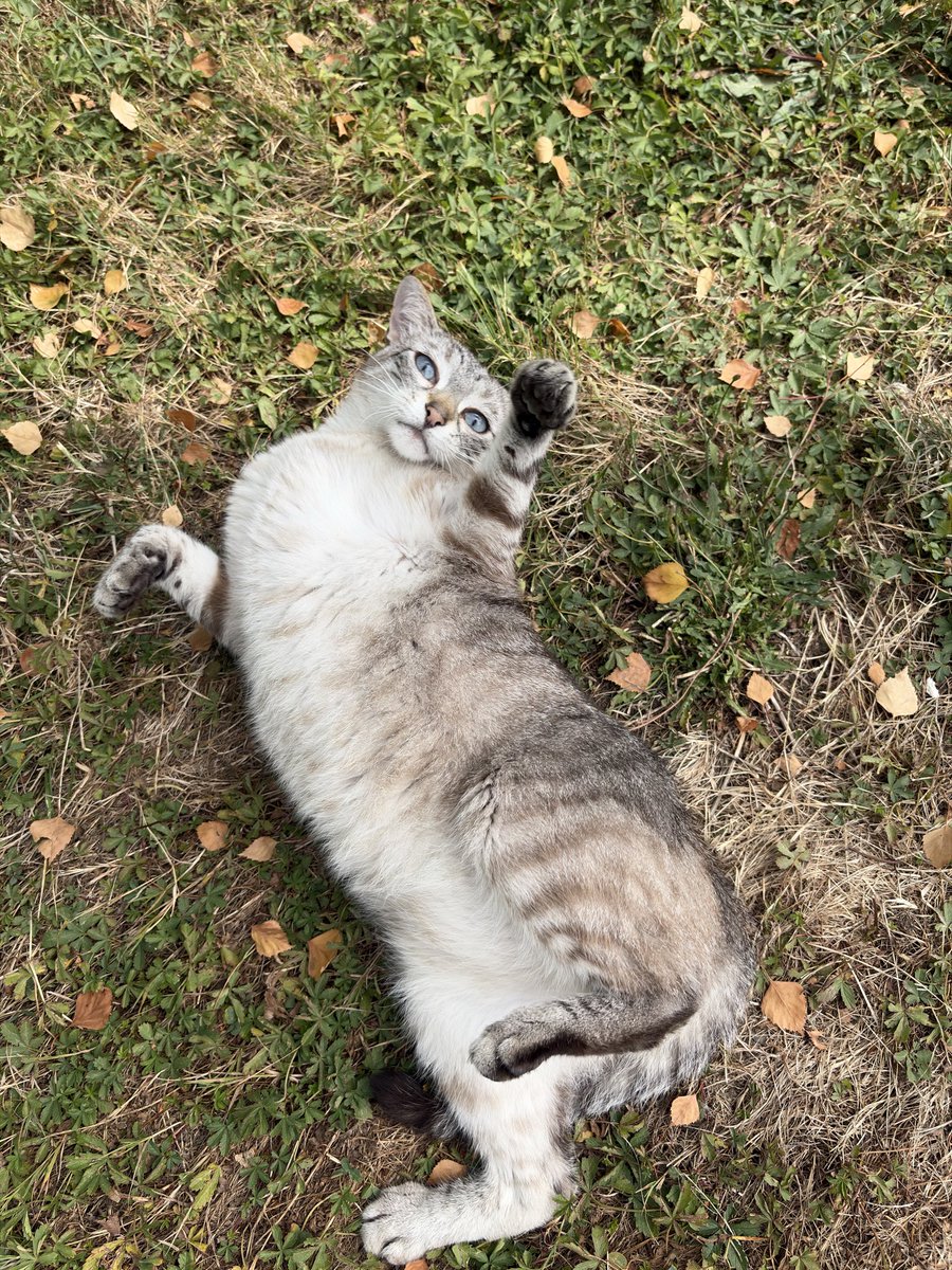 GandalfChat's tweet photo. Le gros ventre qui se roule dans l’herbe https://t.co/Z6s5IP9d8B