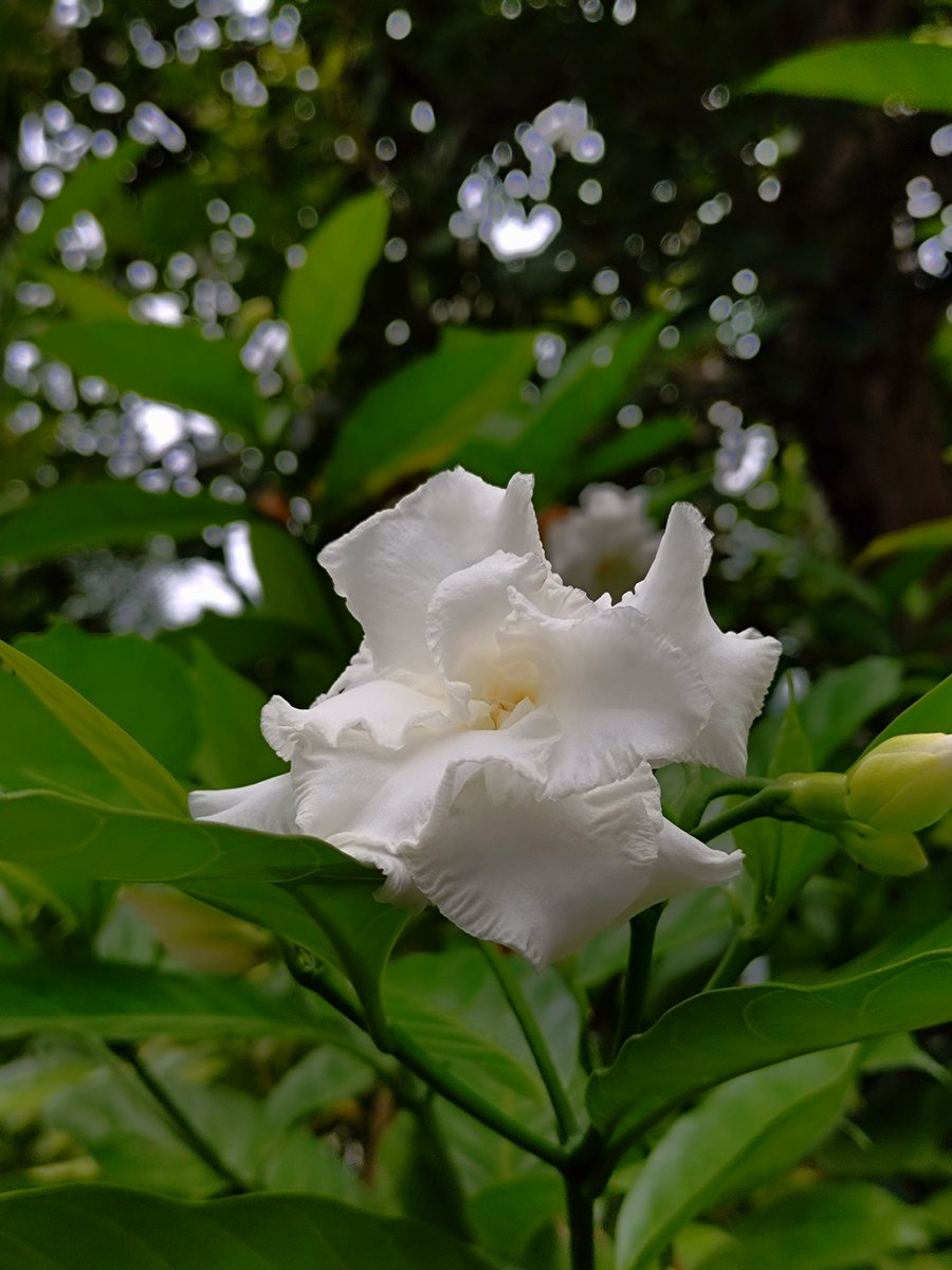 mayoineko_47's tweet photo. 4/5
#ヤエサンユウカ
花言葉：潔白、清楚、温故知新
#バイケイソウ
花言葉：謙虚さ、誠実さ
#カンパヌラ・コクレアリーフォリア(白花)
花言葉：感謝、誠実、思いを告げる
#ケイビラン
花言葉： https://t.co/kmDW6tGTyq