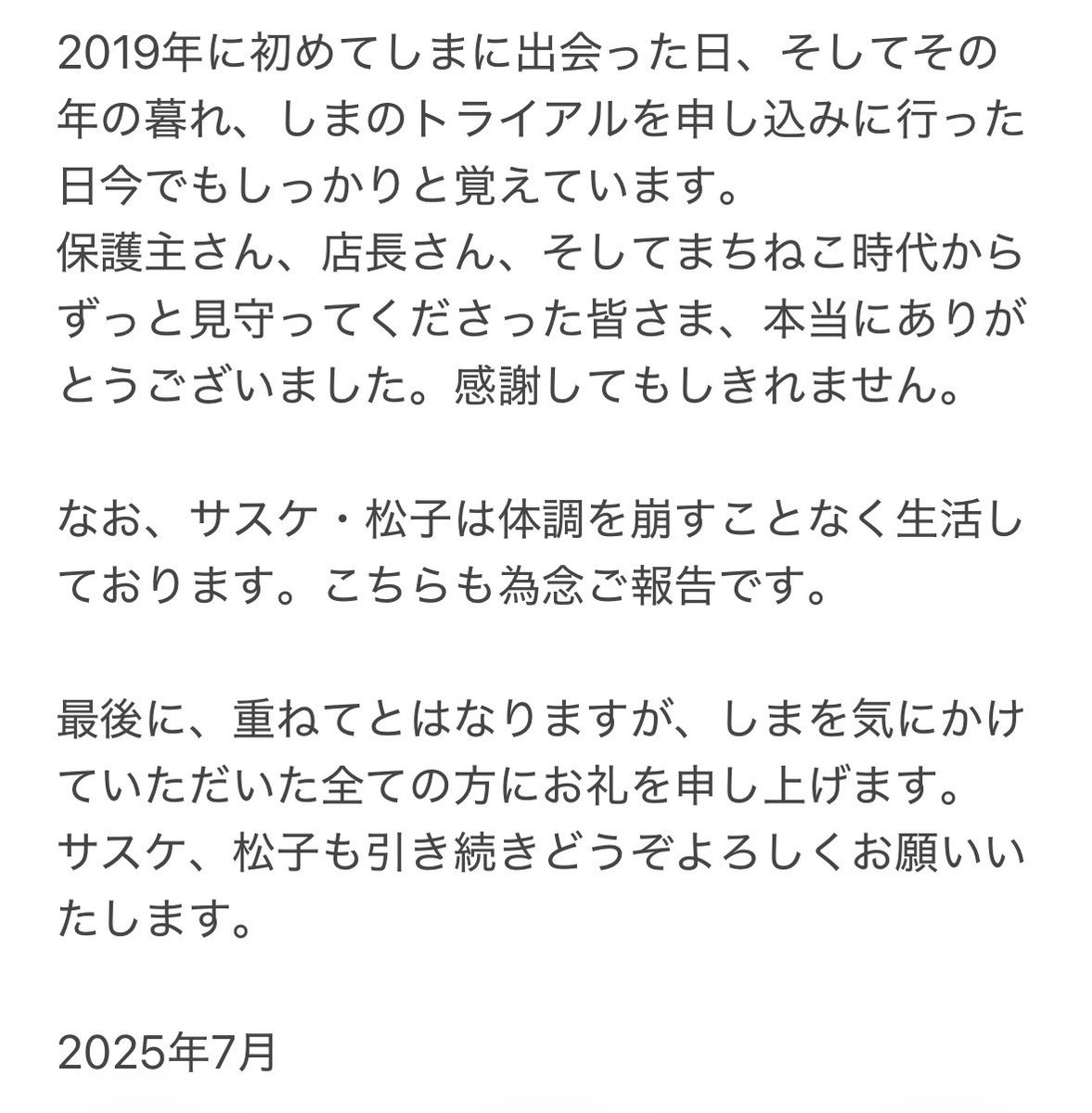 キジトラのしま🐈🌈サスケ🐈とサビ猫の松子🐈 tweet media