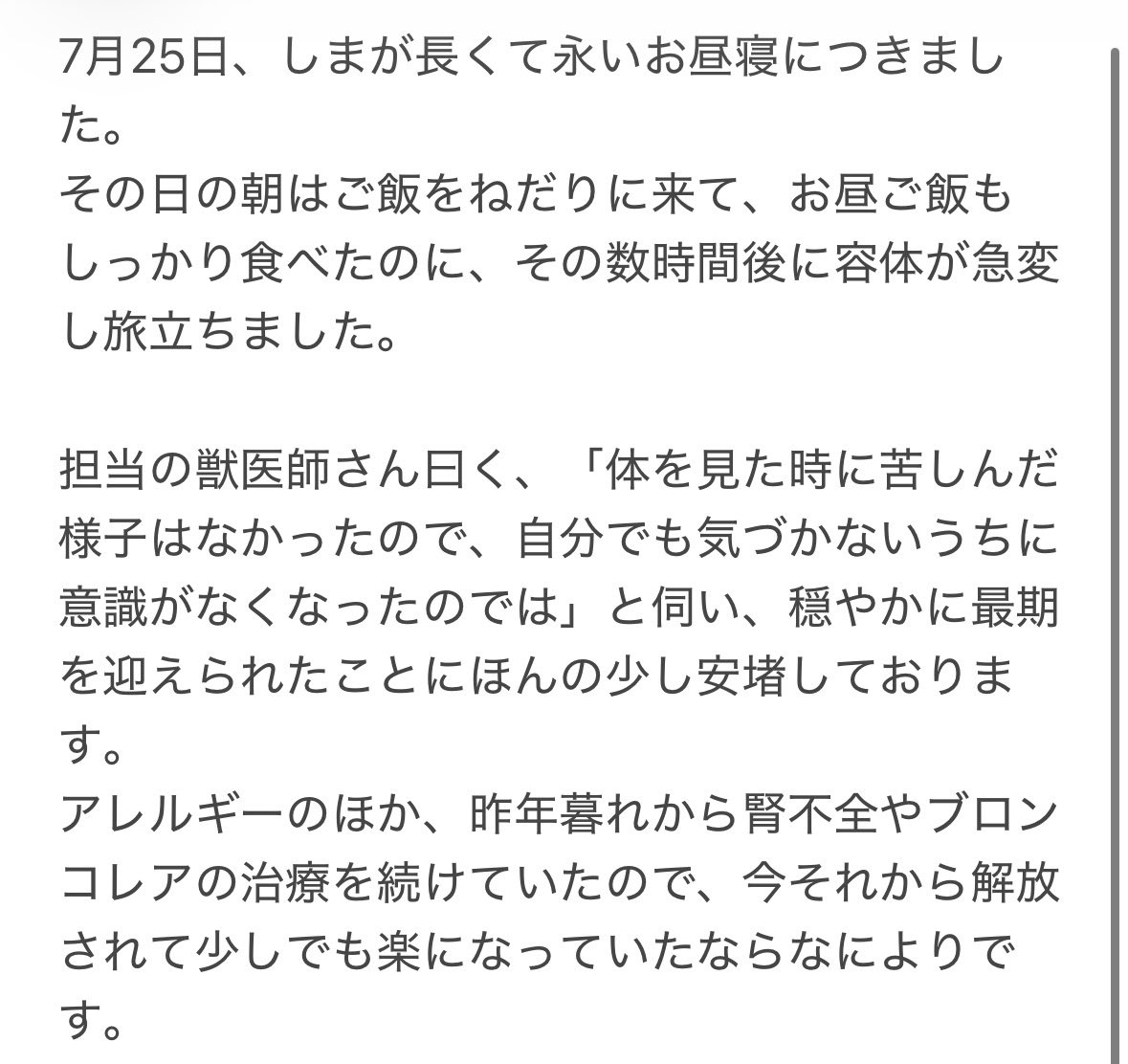 キジトラのしま🐈🌈サスケ🐈とサビ猫の松子🐈 tweet media