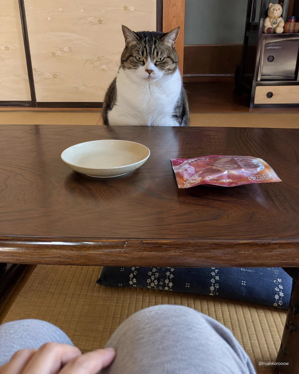 にゃん太郎｜猫画像｜Funny Cats on X: 