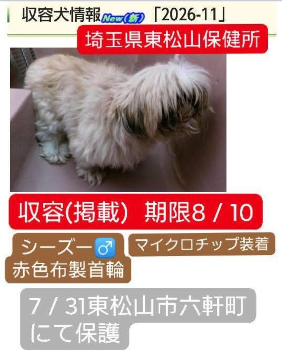 JohnGaku's tweet photo. ＃飼い主を探しています
＃埼玉県保健所収容犬
＃迷子犬
＃迷い犬
＃行方不明犬
＃シーズー
＃赤色布製首輪
＃マイクロチップ装着
＃東松山市六軒町
＃埼玉県東松山保健所収容犬
TEL0493•22•0280 https://t.co/TO1nC68W1q