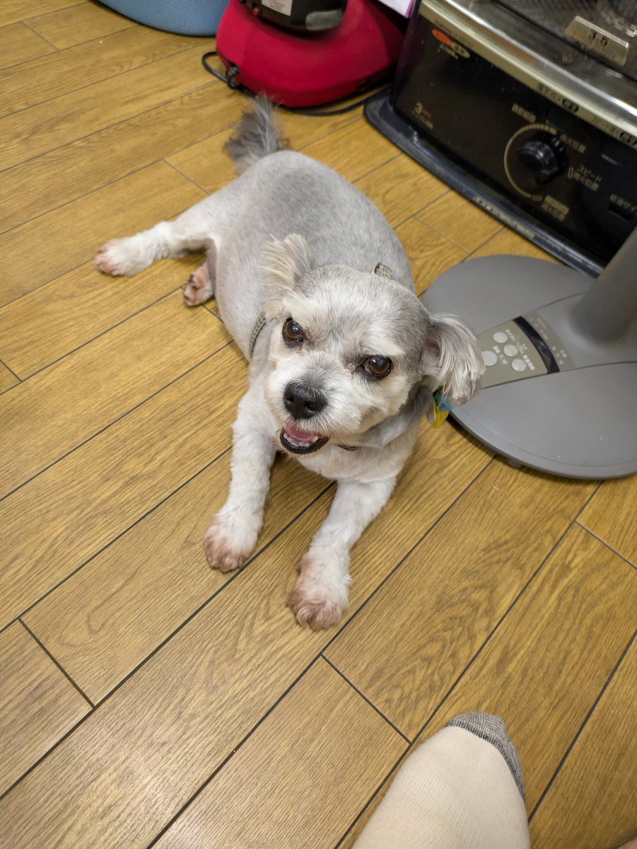 dedede77516285's tweet photo. #犬のいる生活
#���ぬのきもち
#犬がいる幸せ

「サマーカットでも無理！暑い！」

今年はやべー暑さだなぁ
どうしたものか https://t.co/AUggTuYBw9