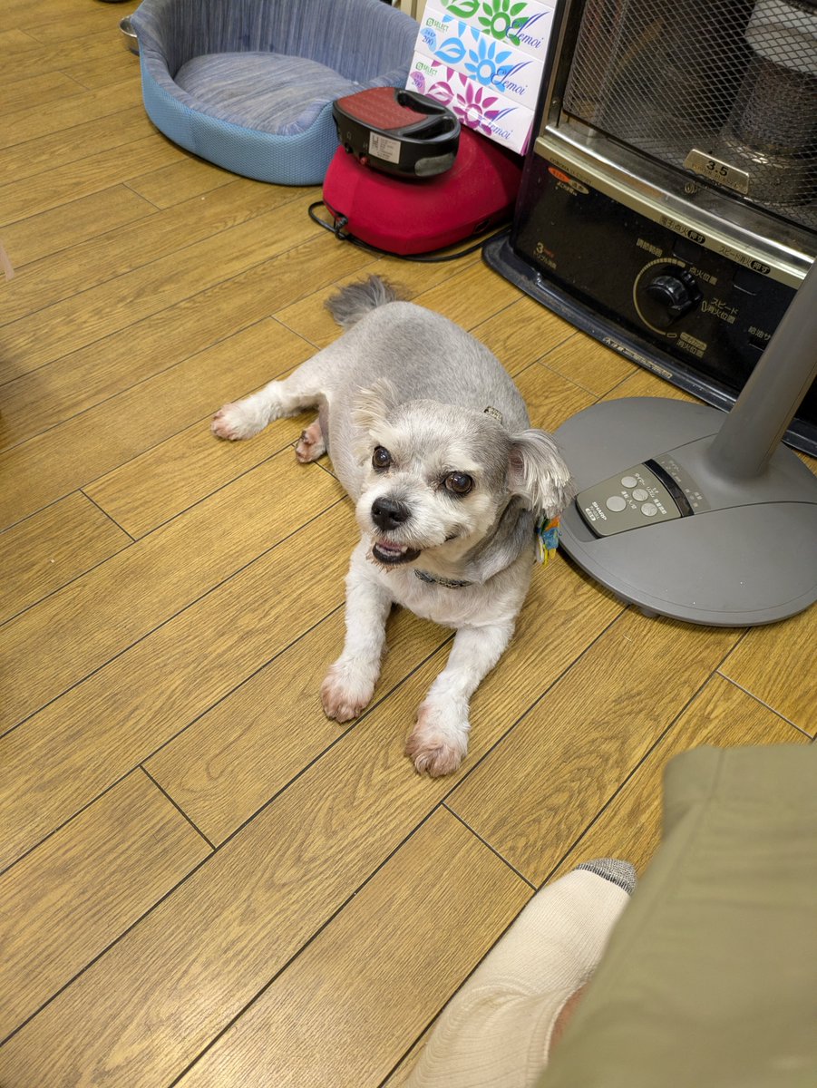 dedede77516285's tweet photo. #犬のいる生活
#���ぬのきもち
#犬がいる幸せ

「サマーカットでも無理！暑い！」

今年はやべー暑さだなぁ
どうしたものか https://t.co/AUggTuYBw9