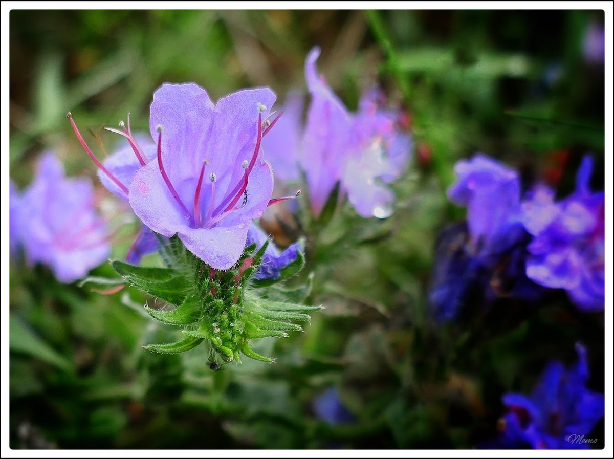 Memo_Barlow's tweet photo. ≪ Schönheit am Wegesrand ≫

Nahaufnahme einer hellblauen Blüte des „Natternkopfes“.

#photography #fotografie #foto #photo #postprocessed #myphoto #mywork #ownwork #nature #natur #umwelt https://t.co/iABzDOVGQV