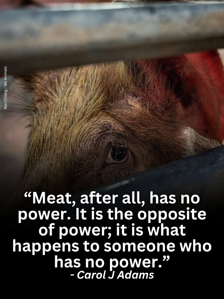 teamveganfta's tweet photo. They have no power. 💔 

📸: Ron Chiang | @WeAnimals 

#meat #quote #power https://t.co/EBb1wywnB1