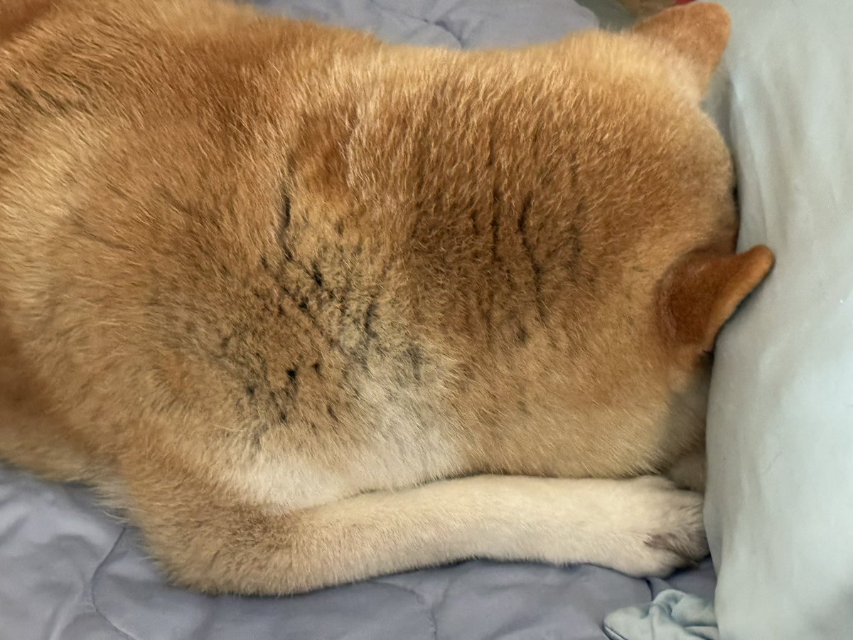YumeShibainu510's tweet photo. 飼い主に寝顔を見せてくれないイッヌ https://t.co/yjYzkW0x50