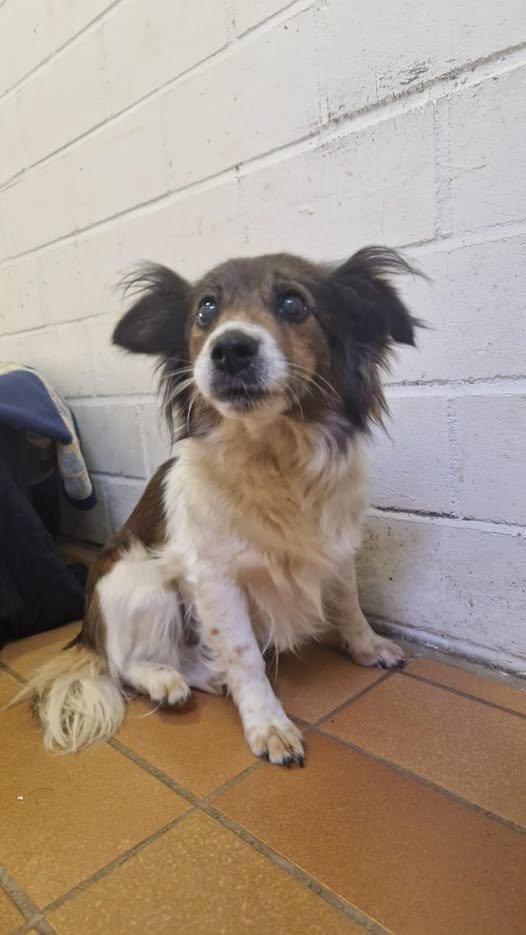 yolandaschultes's tweet photo. Fundhund evtl.ausgesetzt
63303 Dreieich Sprendlingen
Kopie Tierheim Dreieich
Fund Hund 63303 Dreieich-Sprendlingen
Geschlecht weiblich
Fund vom 29.07.2026
+49 6103 82788
info@tierheim-dreieich.de https://t.co/aLwOAB4K9x