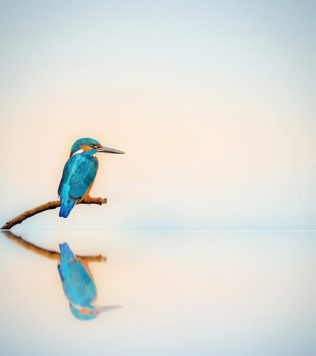 Miep51082958's tweet photo. #Stillness #Serenity #Kingfisher
#ijsvogel https://t.co/tEr4q0vnBL