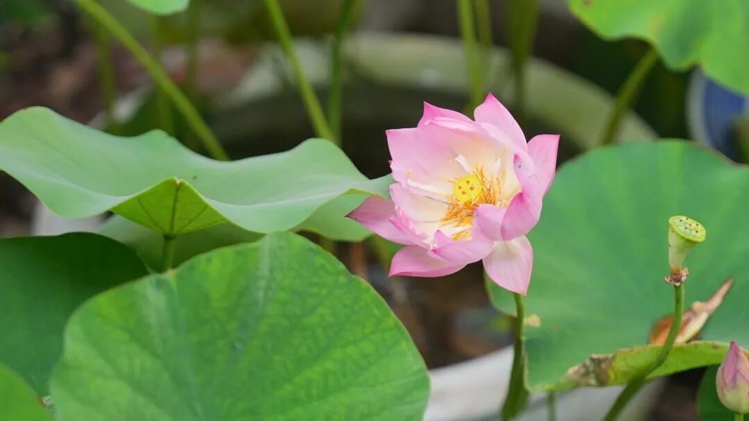 shui_han_'s tweet photo. Step into Song Dynasty charm! Lotus exhibition, classical performances &amp; vibrant market with calligraphy, quizzes, and free succulents. 🥰🥰🥰#WeLoveZhejiang #TimelessElegance https://t.co/k7pbLAuwL1