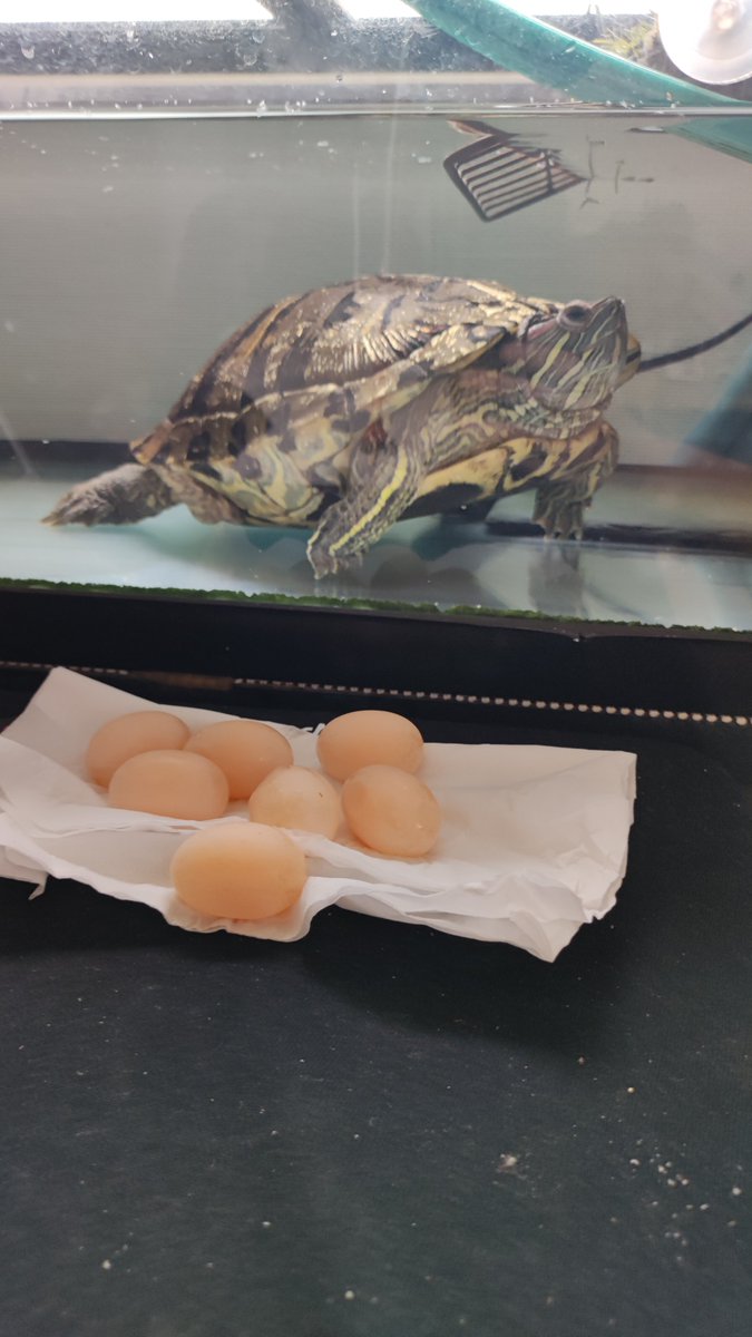 TakaRaure's tweet photo. おつかめ🐢
本日、卵7個産みました🐢🥚
 #亀  #ミドリガメ  #アカミミガメ 
 #turtle
 動画は⬇📽
https://t.co/SbWrMHXX9C https://t.co/u2020wRBg9