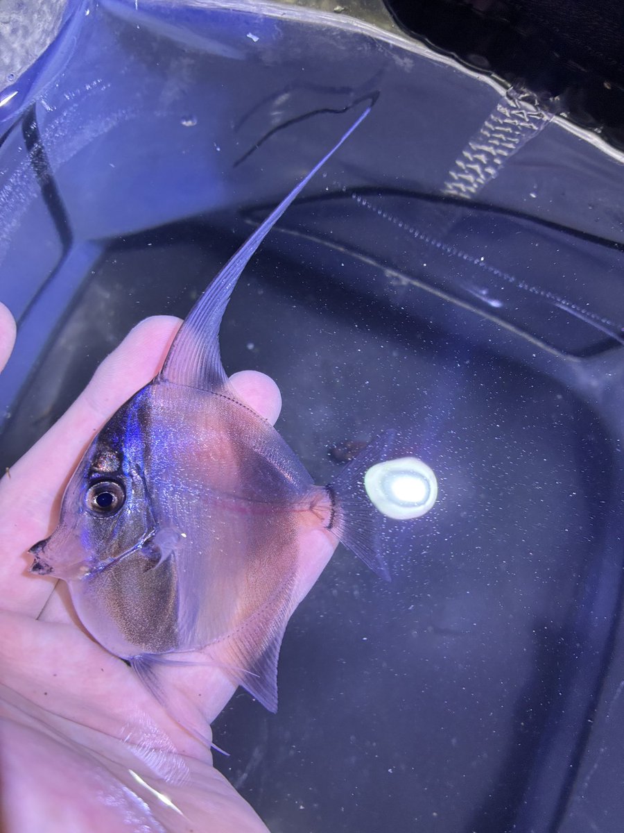 流されカマツカ tweet media