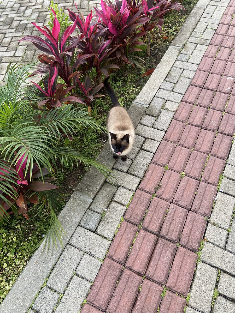 Remi_maionese's tweet photo. Celeste está cada dia mais gordinha (pra quem não sabe, ela é minha colega de trabalho) https://t.co/RLw3zLNS9W